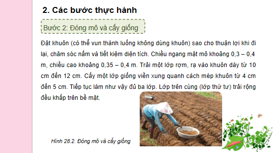 Giáo án điện tử Công nghệ 10 Kết nối tri thức Bài 28: Thực hành: Sử dụng rơm, dạ để trồng nấm rơm | PPT Công nghệ 10