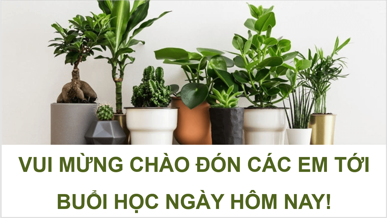 Giáo án điện tử Chuyên đề Công nghệ 10 Kết nối tri thức Bài 10: Thực hành: Trồng hoa, cây cảnh trong chậu | PPT Chuyên đề Công nghệ 10