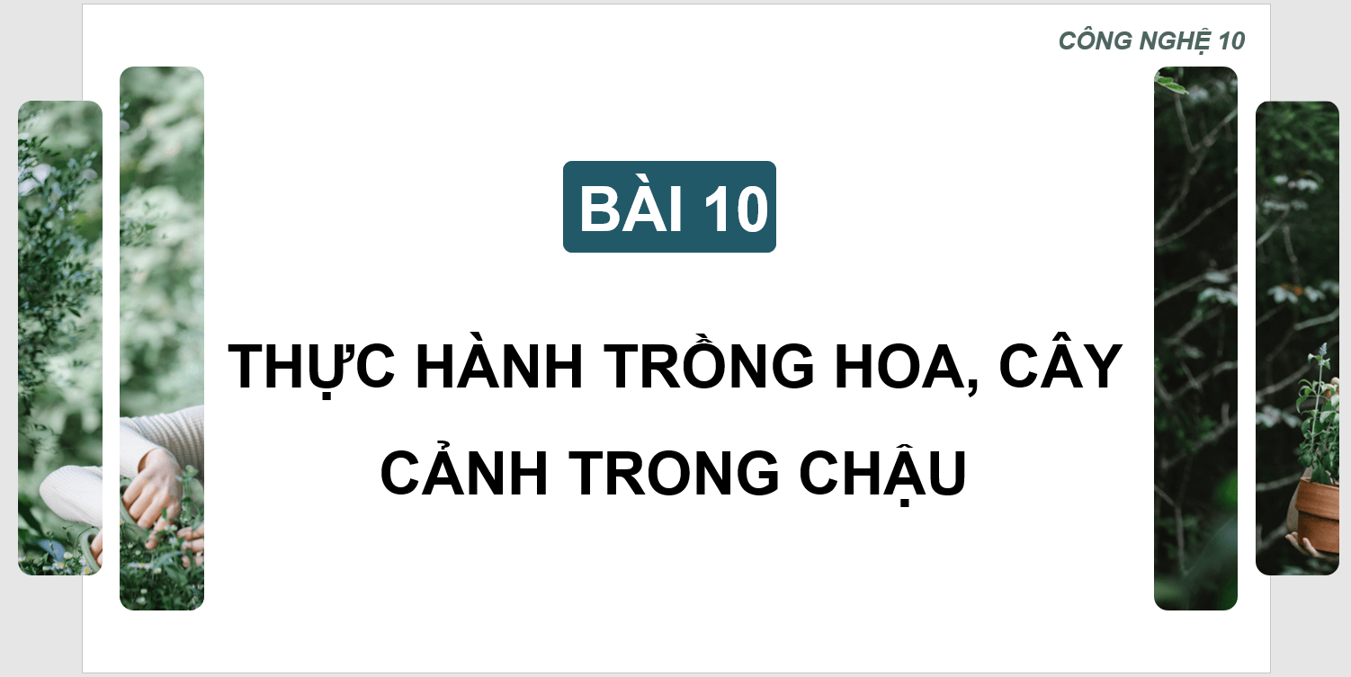 Giáo án điện tử Chuyên đề Công nghệ 10 Kết nối tri thức Bài 10: Thực hành: Trồng hoa, cây cảnh trong chậu | PPT Chuyên đề Công nghệ 10
