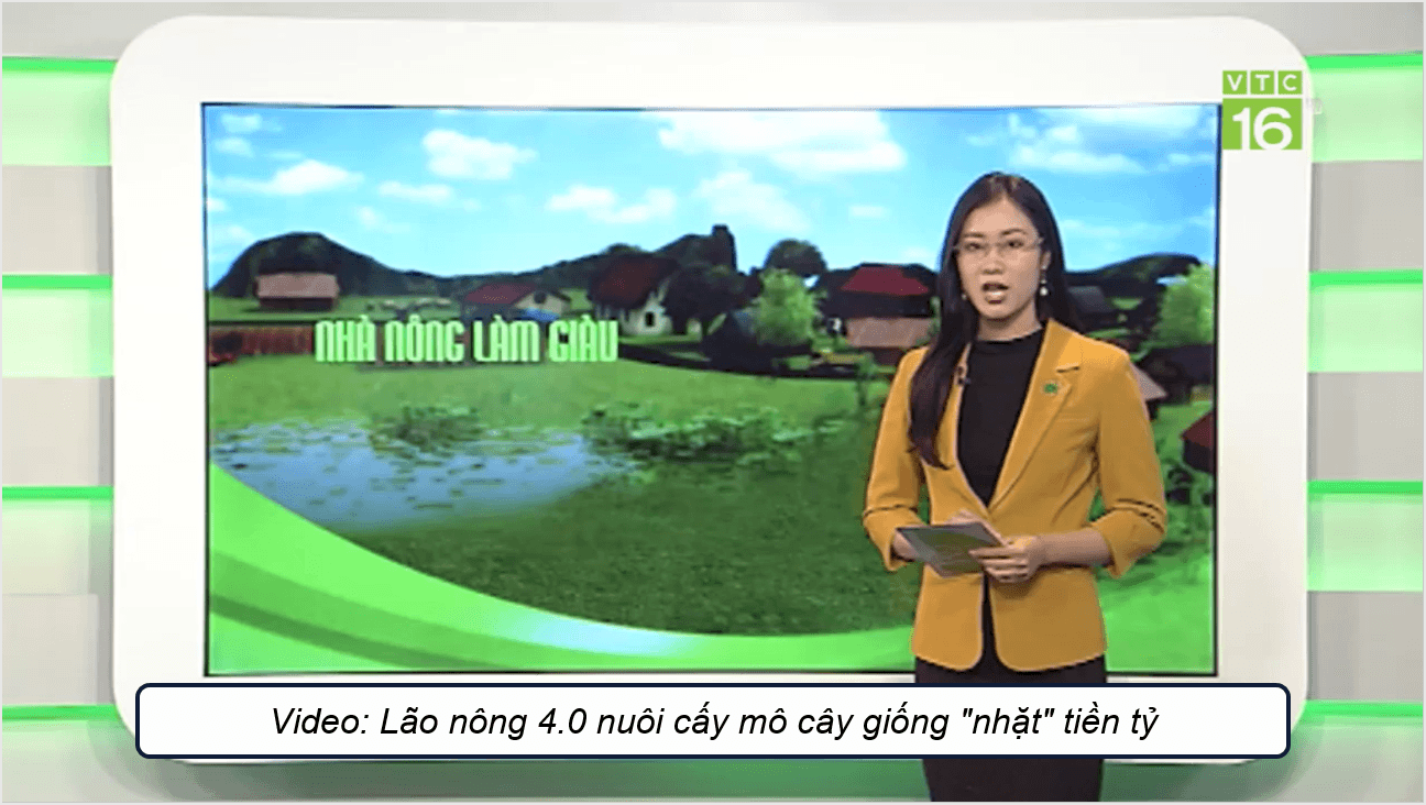 Giáo án điện tử Chuyên đề Công nghệ 10 Kết nối tri thức Bài 2: Một số ứng dụng công nghệ sinh học trong chọn tạo giống cây trồng | PPT Chuyên đề Công nghệ 10