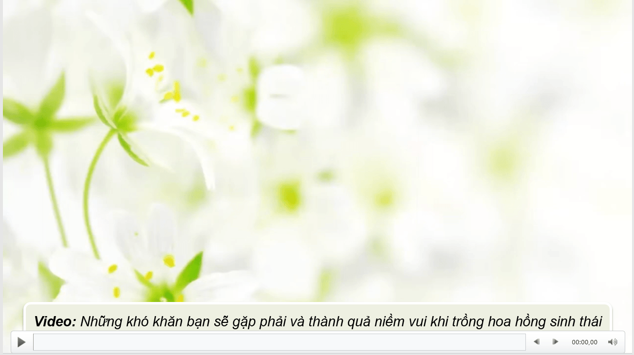 Giáo án điện tử Chuyên đề Công nghệ 10 Kết nối tri thức Bài 6: Kĩ thuật trồng và chăm sóc hoa hồng | PPT Chuyên đề Công nghệ 10