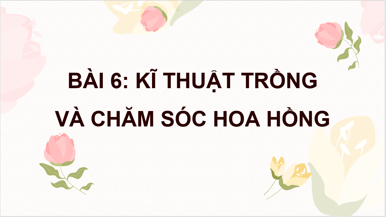 Giáo án điện tử Chuyên đề Công nghệ 10 Kết nối tri thức Bài 6: Kĩ thuật trồng và chăm sóc hoa hồng | PPT Chuyên đề Công nghệ 10