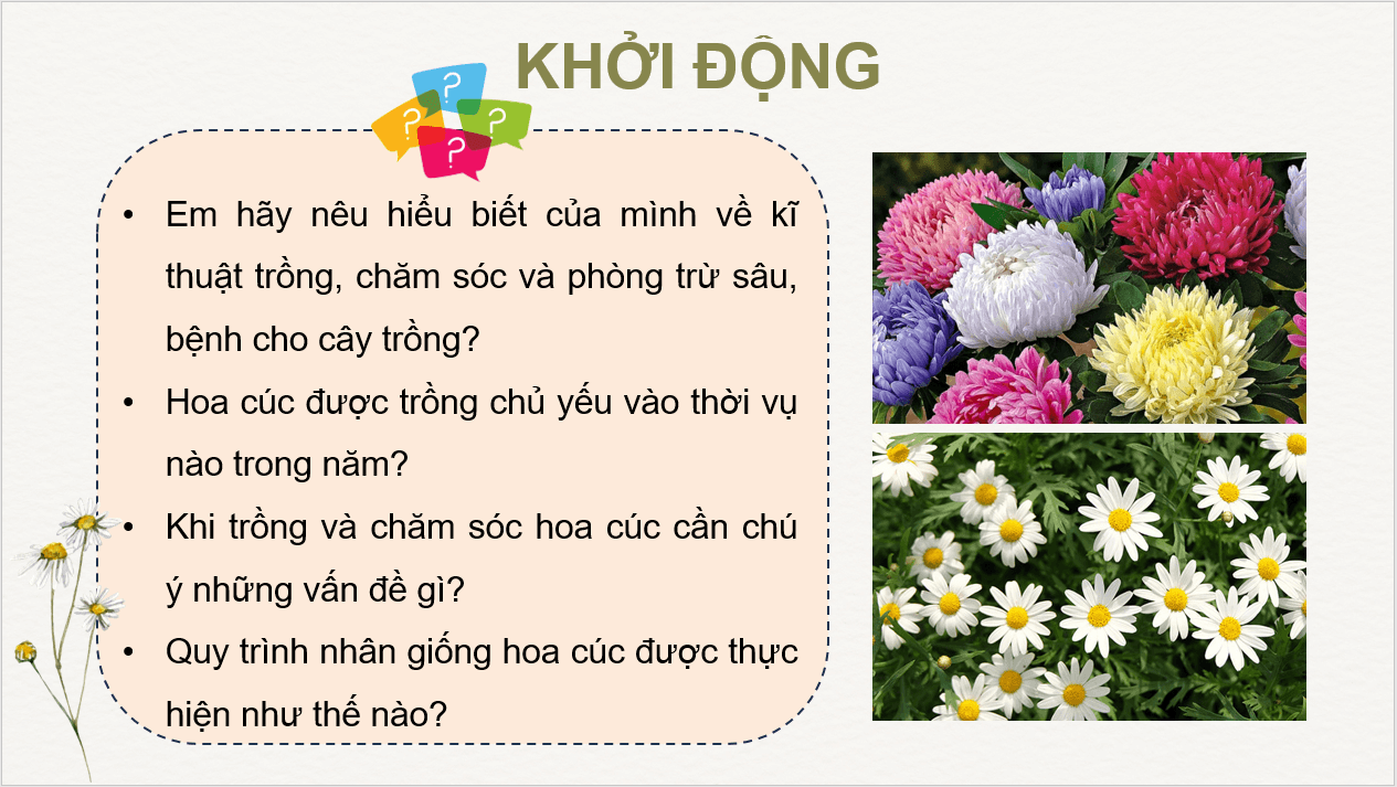 Giáo án điện tử Chuyên đề Công nghệ 10 Kết nối tri thức Bài 7: Kĩ thuật trồng và chăm sóc hoa cúc | PPT Chuyên đề Công nghệ 10