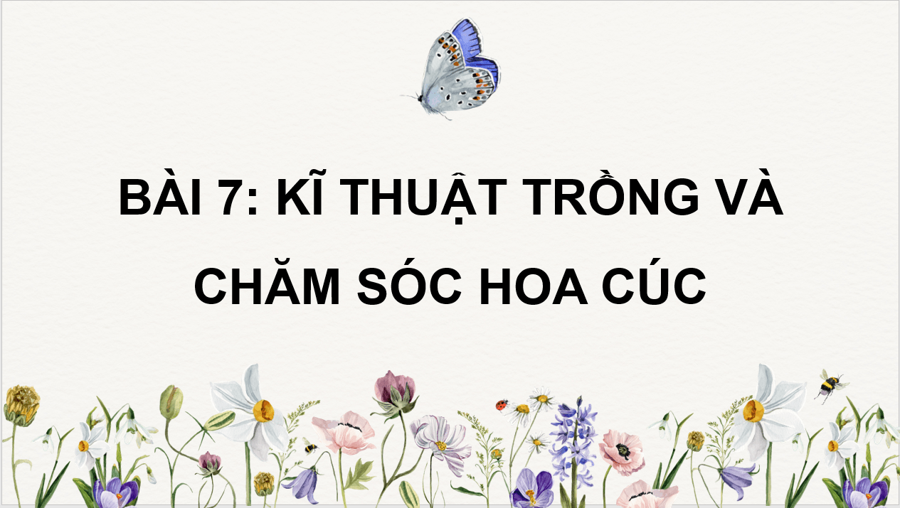 Giáo án điện tử Chuyên đề Công nghệ 10 Kết nối tri thức Bài 7: Kĩ thuật trồng và chăm sóc hoa cúc | PPT Chuyên đề Công nghệ 10