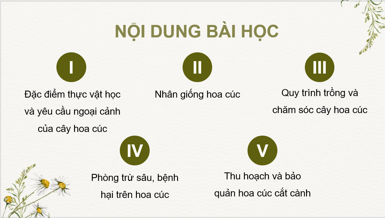 Giáo án điện tử Chuyên đề Công nghệ 10 Kết nối tri thức Bài 7: Kĩ thuật trồng và chăm sóc hoa cúc | PPT Chuyên đề Công nghệ 10