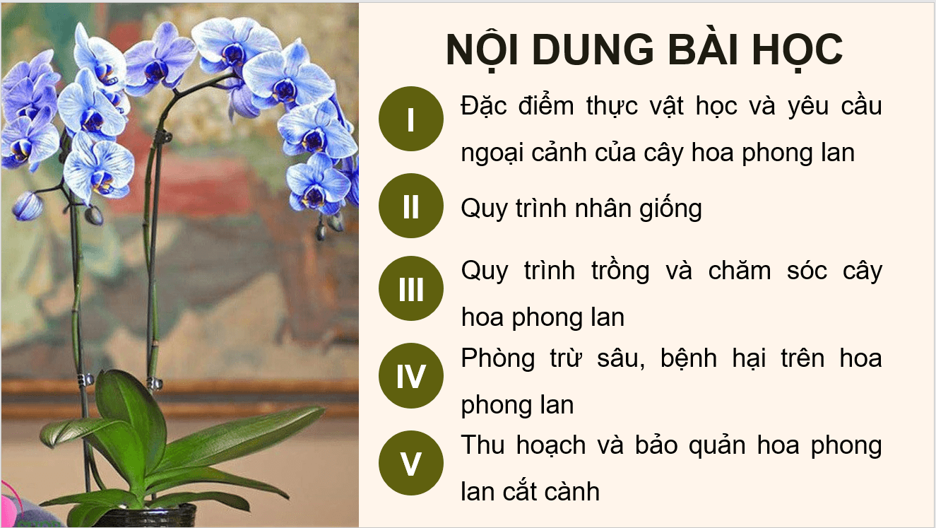 Giáo án điện tử Chuyên đề Công nghệ 10 Kết nối tri thức Bài 8: Kĩ thuật trồng và chăm sóc hoa phong lan | PPT Chuyên đề Công nghệ 10