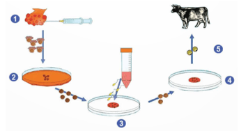 Giáo án Chuyên đề Công nghệ 12 Kết nối tri thức Bài 1: Bài mở đầu