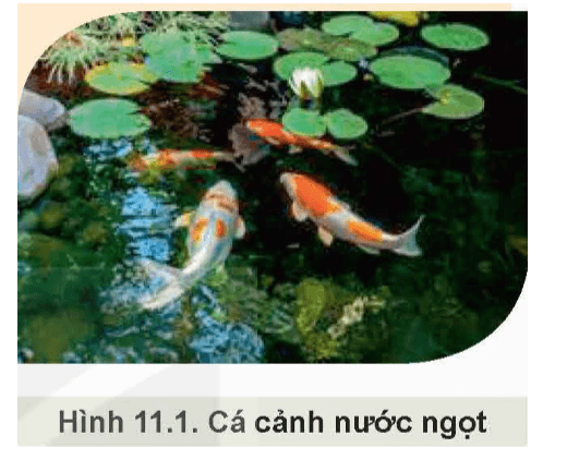 Giáo án Chuyên đề Công nghệ 12 Kết nối tri thức Bài 11: Nuôi dưỡng và chăm sóc cá cảnh nước ngọt