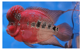 Giáo án Chuyên đề Công nghệ 12 Kết nối tri thức Bài 13: Dự án: Nuôi cá cảnh