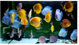 Giáo án Chuyên đề Công nghệ 12 Kết nối tri thức Bài 13: Dự án: Nuôi cá cảnh