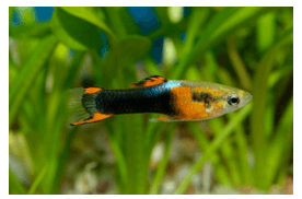 Giáo án Chuyên đề Công nghệ 12 Kết nối tri thức Bài 13: Dự án: Nuôi cá cảnh