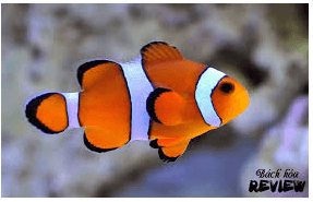 Giáo án Chuyên đề Công nghệ 12 Kết nối tri thức Bài 13: Dự án: Nuôi cá cảnh