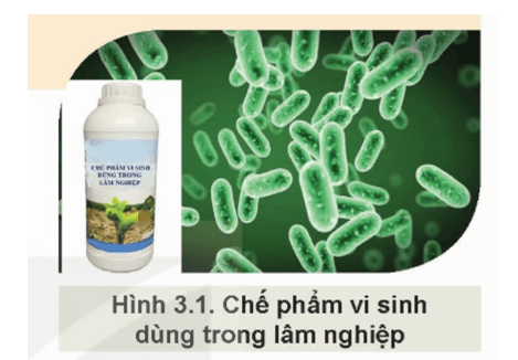 Giáo án Chuyên đề Công nghệ 12 Kết nối tri thức Bài 3: Công nghệ sinh học trong sản xuất chế phẩm vi sinh phục vụ lâm nghiệp