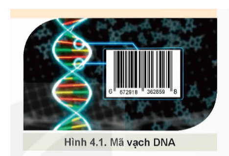 Giáo án Chuyên đề Công nghệ 12 Kết nối tri thức Bài 4: Ứng dụng mã vạch DNA trong lâm nghiệp