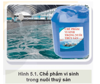 Giáo án Chuyên đề Công nghệ 12 Kết nối tri thức Bài 5: Vai trò và triển vọng của công nghệ sinh học trong thuỷ sản