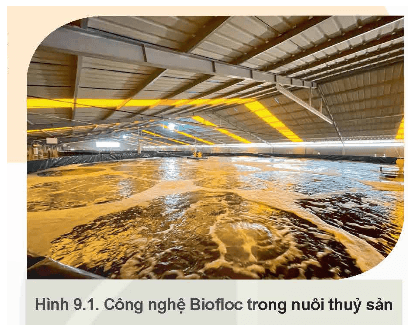 Giáo án Chuyên đề Công nghệ 12 Kết nối tri thức Bài 9: Ứng dụng công nghệ sinh học trong quản lí môi trường nước nuôi thuỷ sản