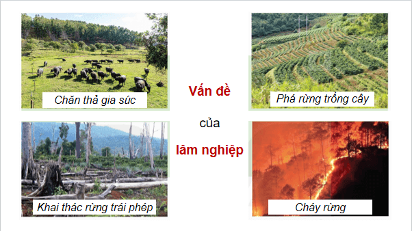 Giáo án điện tử Công nghệ 12 Kết nối tri thức Bài 2: Các hoạt động lâm nghiệp cơ bản và nguyên nhân chủ yếu làm suy thoái tài nguyên rừng | PPT Công nghệ 12
