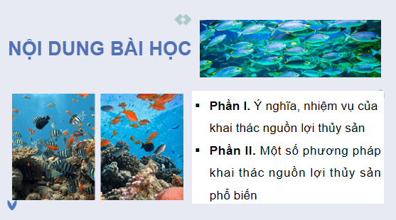 Giáo án điện tử Công nghệ 12 Kết nối tri thức Bài 27: Khai thác nguồn lợi thuỷ sản | PPT Công nghệ 12