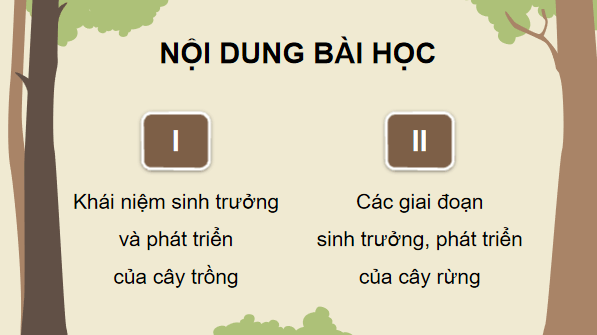 Giáo án điện tử Công nghệ 12 Kết nối tri thức Bài 4: Quy luật sinh trưởng và phát triển của cây rừng | PPT Công nghệ 12