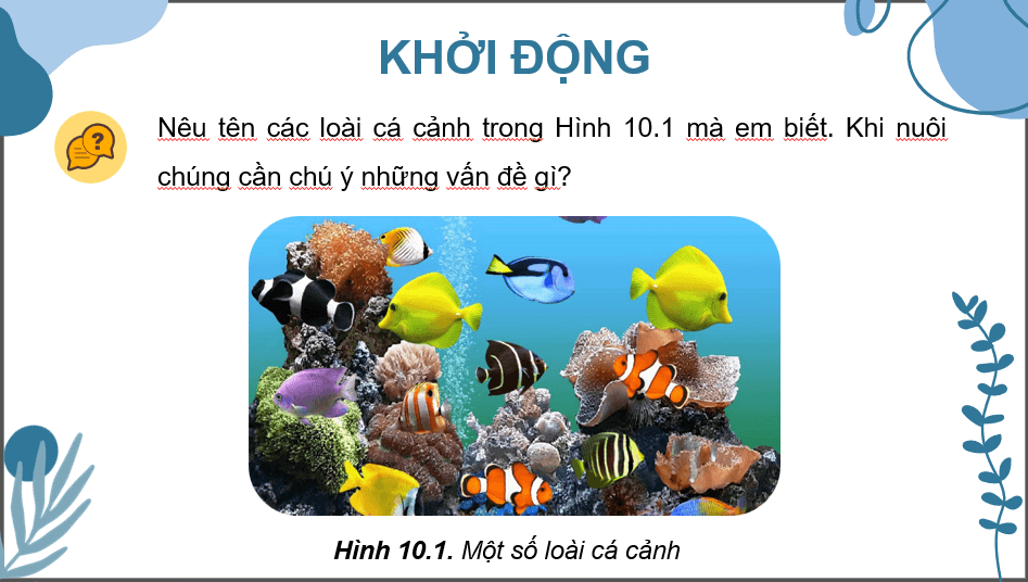 Giáo án điện tử Chuyên đề Công nghệ 12 Kết nối tri thức Bài 10: Giới thiệu chung về cá cảnh | PPT Chuyên đề Công nghệ 12