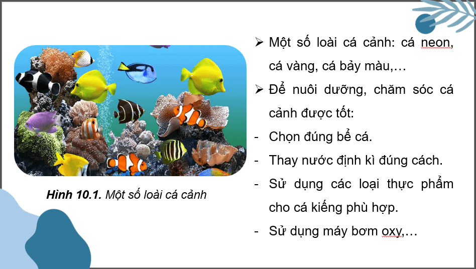 Giáo án điện tử Chuyên đề Công nghệ 12 Kết nối tri thức Bài 10: Giới thiệu chung về cá cảnh | PPT Chuyên đề Công nghệ 12