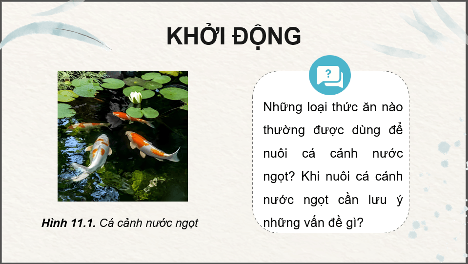 Giáo án điện tử Chuyên đề Công nghệ 12 Kết nối tri thức Bài 11: Nuôi dưỡng và chăm sóc cá cảnh nước ngọt | PPT Chuyên đề Công nghệ 12