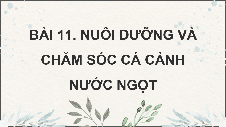 Giáo án điện tử Chuyên đề Công nghệ 12 Kết nối tri thức Bài 11: Nuôi dưỡng và chăm sóc cá cảnh nước ngọt | PPT Chuyên đề Công nghệ 12