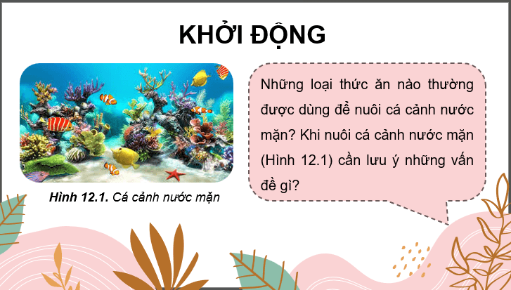 Giáo án điện tử Chuyên đề Công nghệ 12 Kết nối tri thức Bài 12: Nuôi dưỡng và chăm sóc cá cảnh nước mặn | PPT Chuyên đề Công nghệ 12