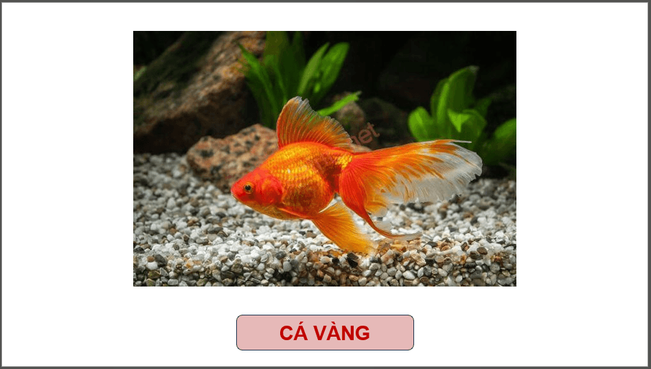 Giáo án điện tử Chuyên đề Công nghệ 12 Kết nối tri thức Bài 13: Dự án: Nuôi cá cảnh | PPT Chuyên đề Công nghệ 12