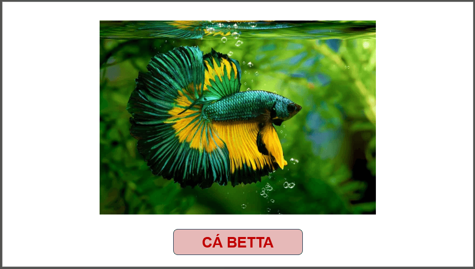 Giáo án điện tử Chuyên đề Công nghệ 12 Kết nối tri thức Bài 13: Dự án: Nuôi cá cảnh | PPT Chuyên đề Công nghệ 12