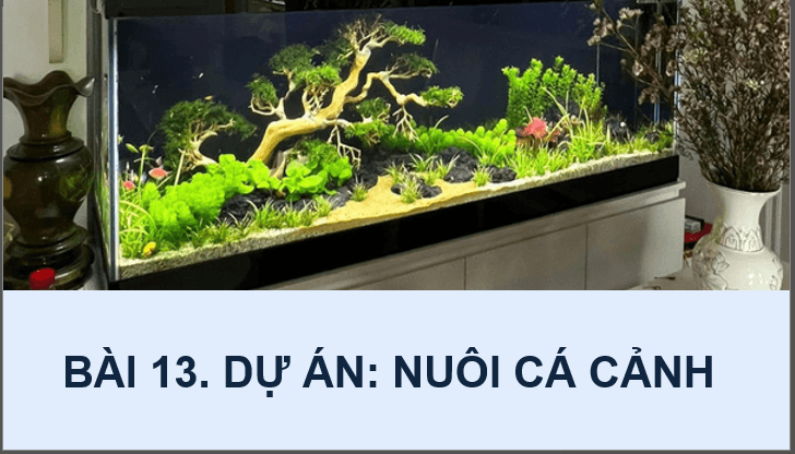 Giáo án điện tử Chuyên đề Công nghệ 12 Kết nối tri thức Bài 13: Dự án: Nuôi cá cảnh | PPT Chuyên đề Công nghệ 12