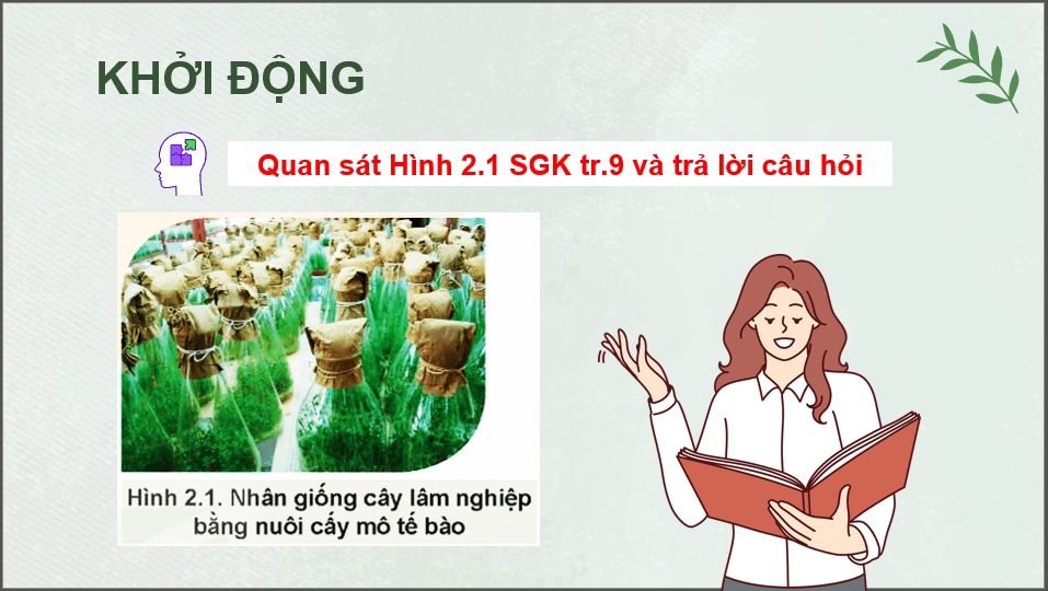 Giáo án điện tử Chuyên đề Công nghệ 12 Kết nối tri thức Bài 2: Công nghệ sinh học trong chọn, tạo và nhân giống cây lâm nghiệp | PPT Chuyên đề Công nghệ 12