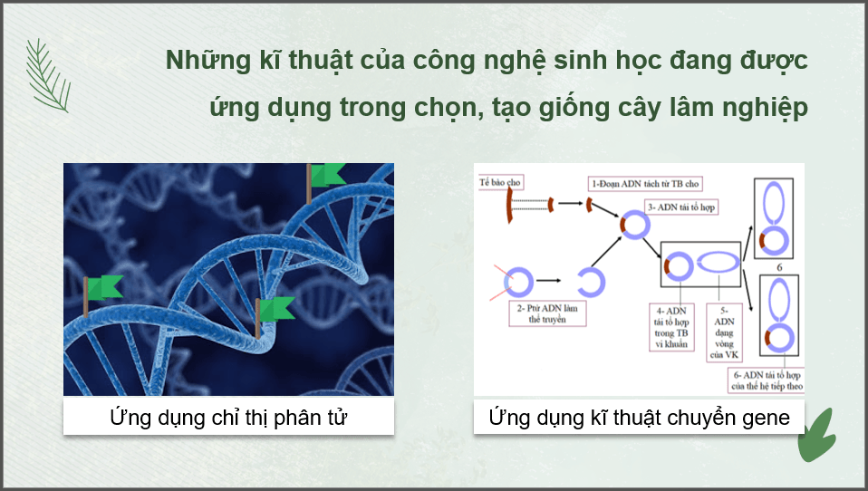 Giáo án điện tử Chuyên đề Công nghệ 12 Kết nối tri thức Bài 2: Công nghệ sinh học trong chọn, tạo và nhân giống cây lâm nghiệp | PPT Chuyên đề Công nghệ 12