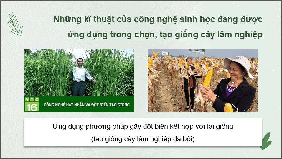 Giáo án điện tử Chuyên đề Công nghệ 12 Kết nối tri thức Bài 2: Công nghệ sinh học trong chọn, tạo và nhân giống cây lâm nghiệp | PPT Chuyên đề Công nghệ 12