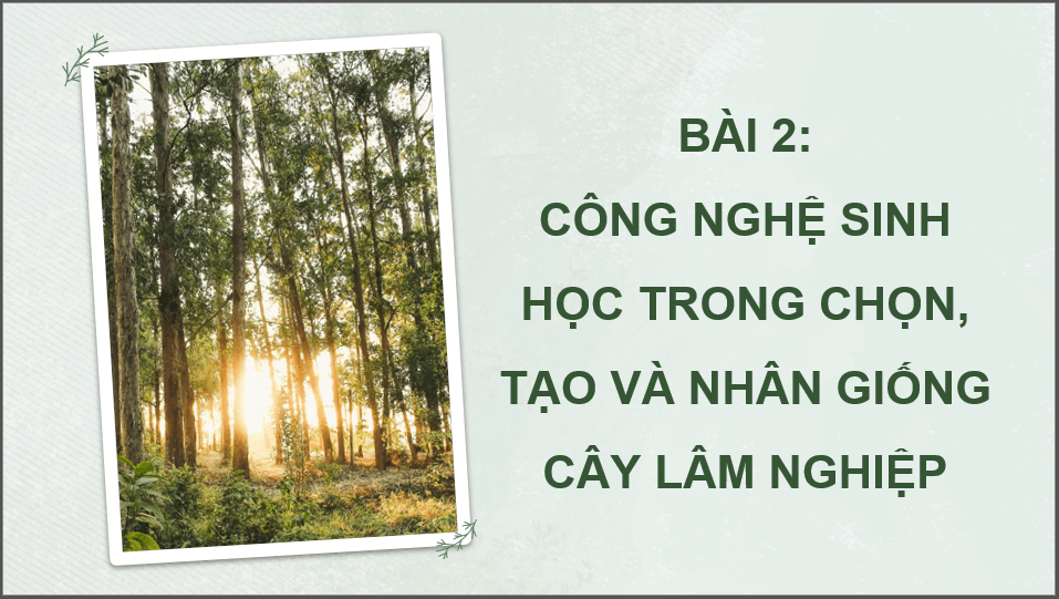 Giáo án điện tử Chuyên đề Công nghệ 12 Kết nối tri thức Bài 2: Công nghệ sinh học trong chọn, tạo và nhân giống cây lâm nghiệp | PPT Chuyên đề Công nghệ 12