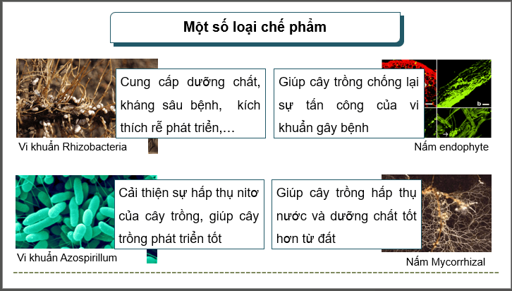 Giáo án điện tử Chuyên đề Công nghệ 12 Kết nối tri thức Bài 3: Công nghệ sinh học trong sản xuất chế phẩm vi sinh phục vụ lâm nghiệp | PPT Chuyên đề Công nghệ 12