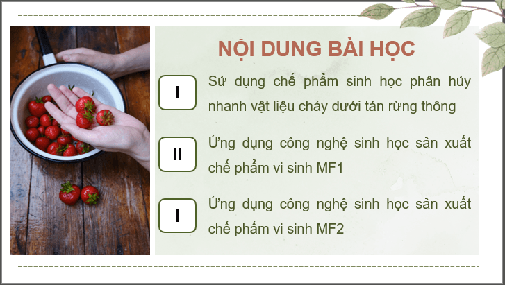 Giáo án điện tử Chuyên đề Công nghệ 12 Kết nối tri thức Bài 3: Công nghệ sinh học trong sản xuất chế phẩm vi sinh phục vụ lâm nghiệp | PPT Chuyên đề Công nghệ 12