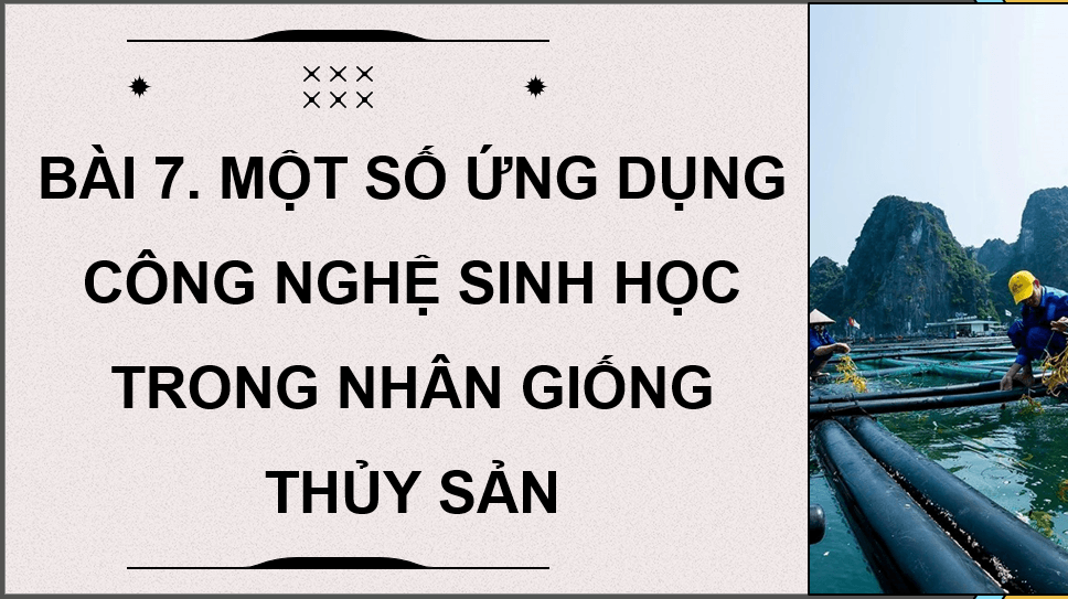 Giáo án điện tử Chuyên đề Công nghệ 12 Kết nối tri thức Bài 7: Ứng dụng công nghệ sinh học trong sản xuất giống thuỷ sản | PPT Chuyên đề Công nghệ 12
