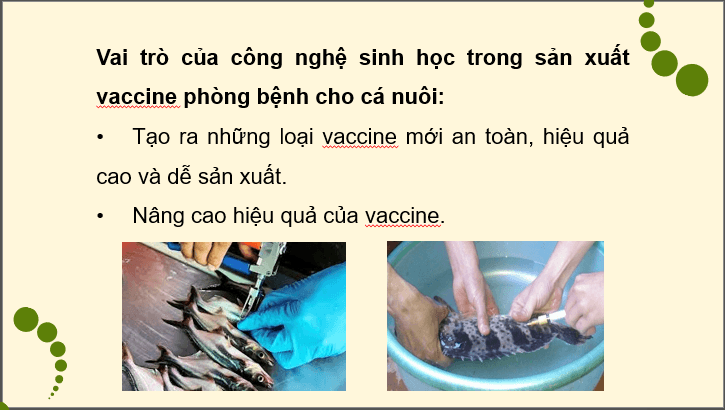 Giáo án điện tử Chuyên đề Công nghệ 12 Kết nối tri thức Bài 8: Ứng dụng công nghệ sinh học trong phòng bệnh thuỷ sản | PPT Chuyên đề Công nghệ 12