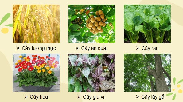 Giáo án điện tử Công nghệ 7 Kết nối tri thức Bài 1: Giới thiệu về trồng trọt | PPT Công nghệ 7