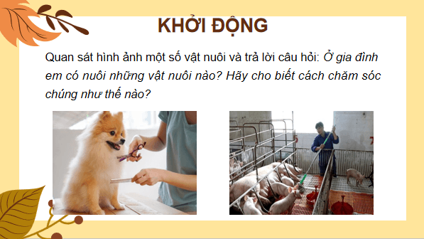 Giáo án điện tử Công nghệ 7 Kết nối tri thức Bài 10: Nuôi dưỡng và chăm sóc vật nuôi | PPT Công nghệ 7