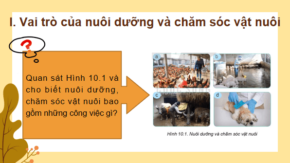 Giáo án điện tử Công nghệ 7 Kết nối tri thức Bài 10: Nuôi dưỡng và chăm sóc vật nuôi | PPT Công nghệ 7