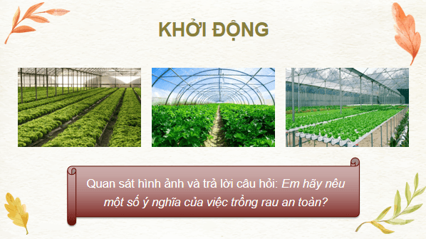 Giáo án điện tử Công nghệ 7 Kết nối tri thức Bài 6: Dự án trồng rau an toàn | PPT Công nghệ 7