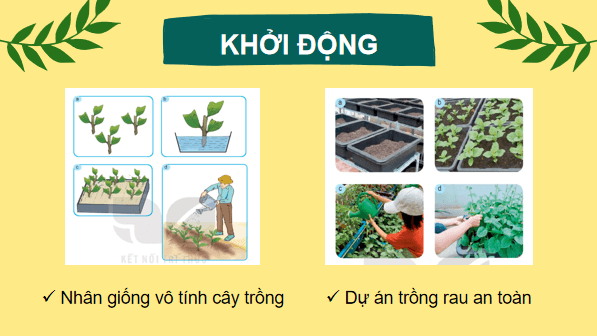 Giáo án điện tử Công nghệ 7 Kết nối tri thức Ôn tập chương 1 | PPT Công nghệ 7
