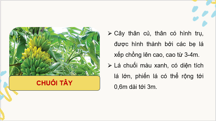 Giáo án điện tử Công nghệ 9 Kết nối tri thức Bài 7: Kĩ thuật trồng và chăm sóc cây chuối | PPT Công nghệ 9