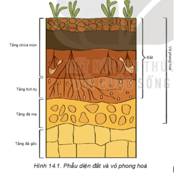 Giáo án Địa Lí 10 Kết nối tri thức Bài 14: Đất trên Trái Đất