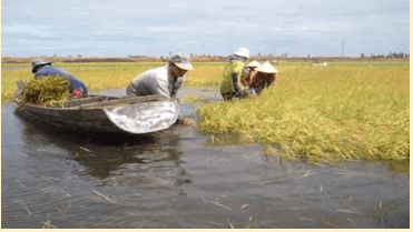 Giáo án Địa Lí 12 Kết nối tri thức Bài 31: Thực hành: Viết báo cáo về biến đổi khí hậu ở Đồng bằng sông Cửu Long