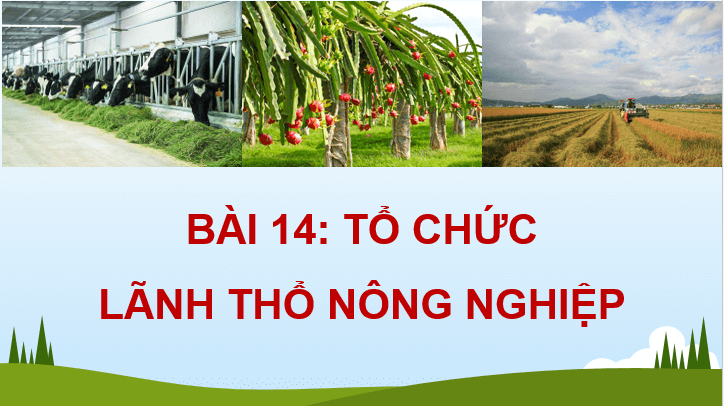 Giáo án điện tử Địa Lí 12 Chân trời sáng tạo Bài 14: Tổ chức lãnh thổ nông nghiệp | PPT Địa 12