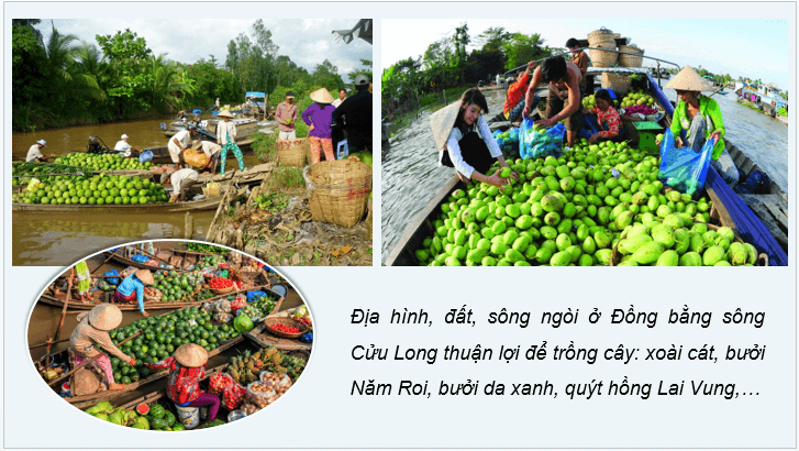 Giáo án điện tử Địa Lí 12 Chân trời sáng tạo Bài 2: Thiên nhiên nhiệt đới ẩm gió mùa | PPT Địa 12
