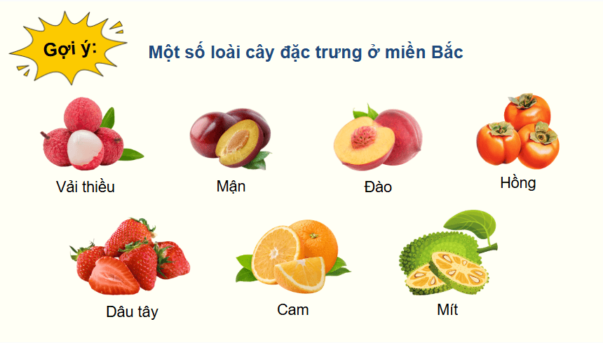 Giáo án điện tử Địa Lí 12 Chân trời sáng tạo Bài 4: Thực hành: Tìm hiểu về sự phân hoá tự nhiên Việt Nam | PPT Địa 12
